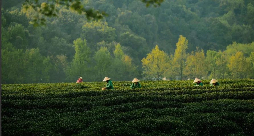 Shade-Grown Tea Fields for Matcha